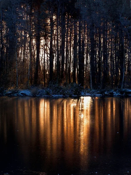 Dawn. Wood. — Stock Photo, Image