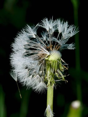 karahindiba. blowball.