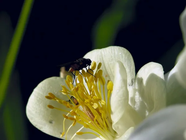 Fiore bianco . — Foto Stock