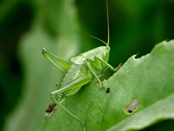 stock image Locust.