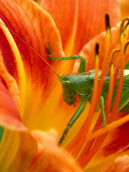Locust. — Stock Photo, Image