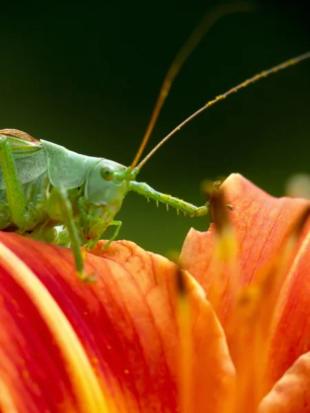 Locust. — Stock Photo, Image