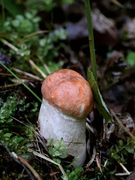 Аспенский гриб . — стоковое фото