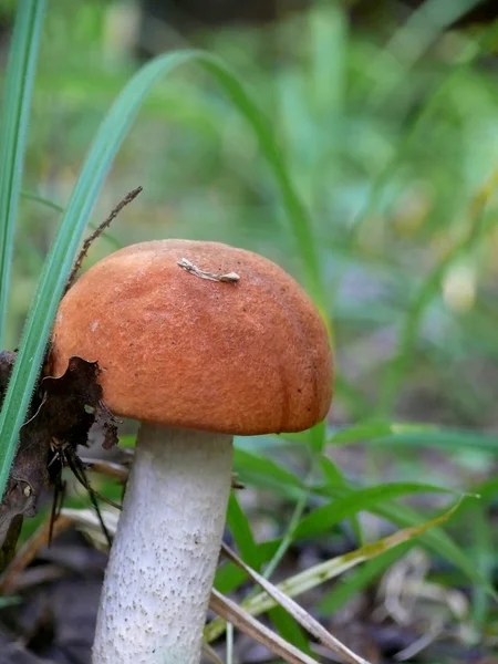 Аспенский гриб . — стоковое фото