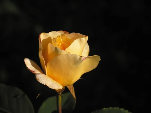 Rózsa. — Stock Fotó