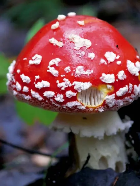 Cogumelo venenoso. — Fotografia de Stock