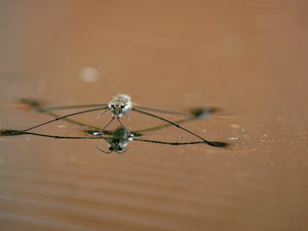 Water striders. — Stock Photo, Image