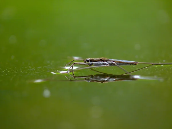 Water striders. — Stock Photo, Image
