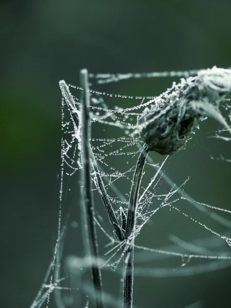 Web. — 图库照片