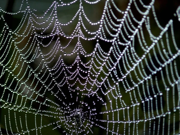 Web. — 图库照片