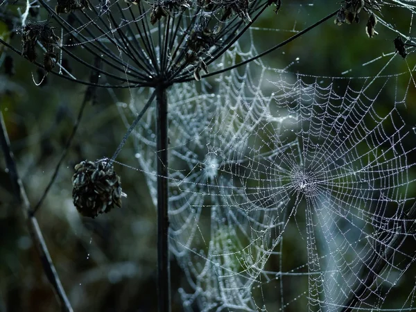 Web. — Stok Foto
