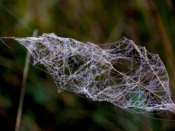 Web. — Fotografia de Stock