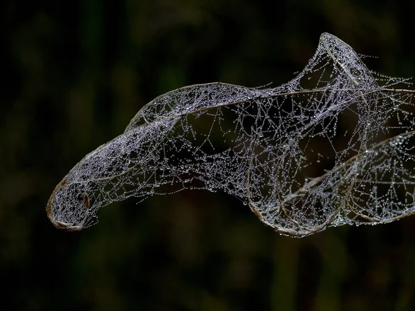 Web. — Stok Foto