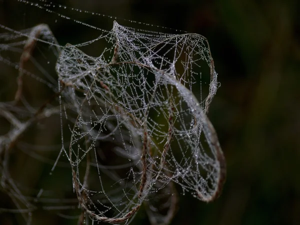 Web. . — Foto de Stock