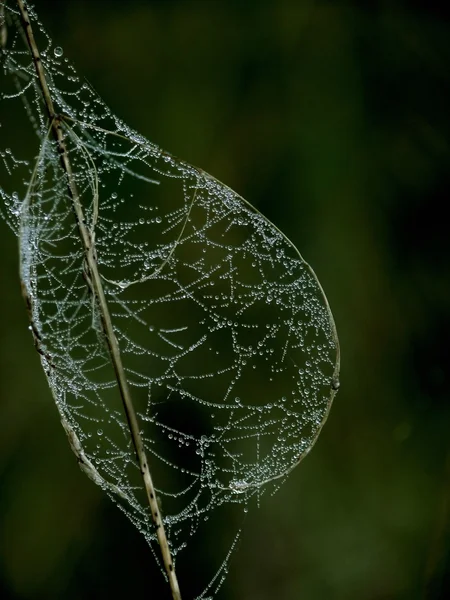 Web. — Fotografia de Stock