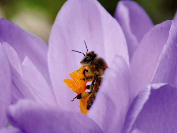 Včela. — Stock fotografie