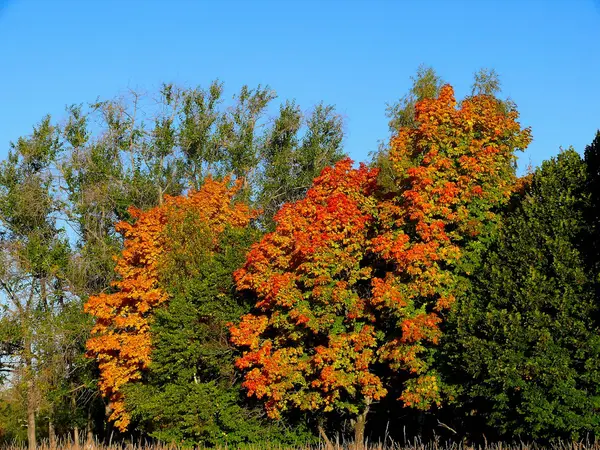 stock image Autumn landscape.