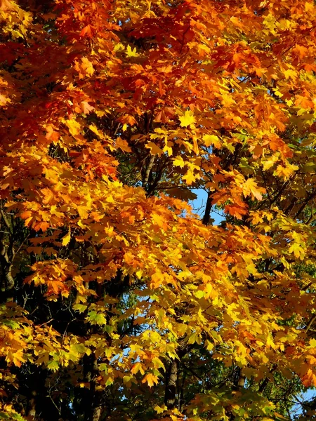 Autumn landscape. — Stock Photo, Image