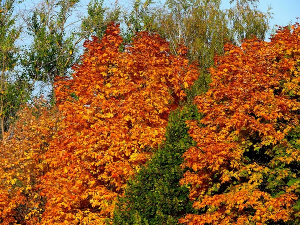 가을 풍경. — 스톡 사진