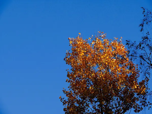 Autumn landscape. — Stock Photo, Image