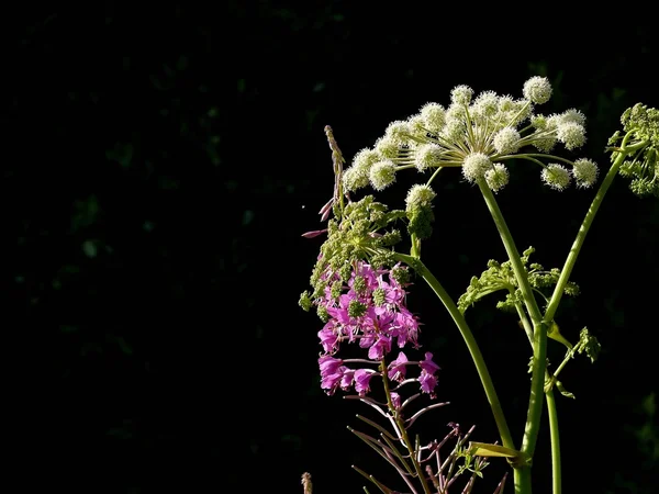 들의 꽃. — 스톡 사진