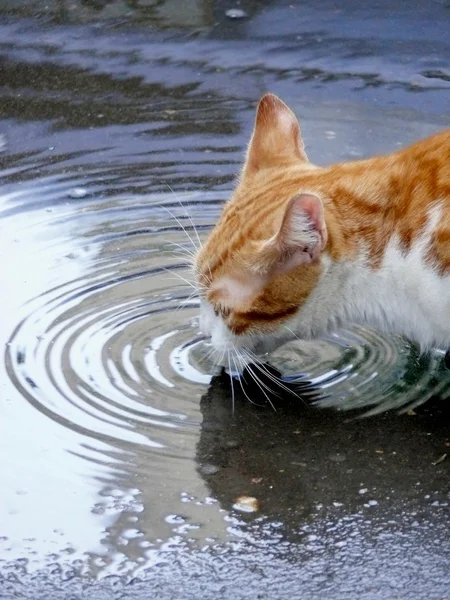 stock image Cat.