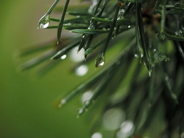 Drops. Fir-tree. — Stock Photo, Image