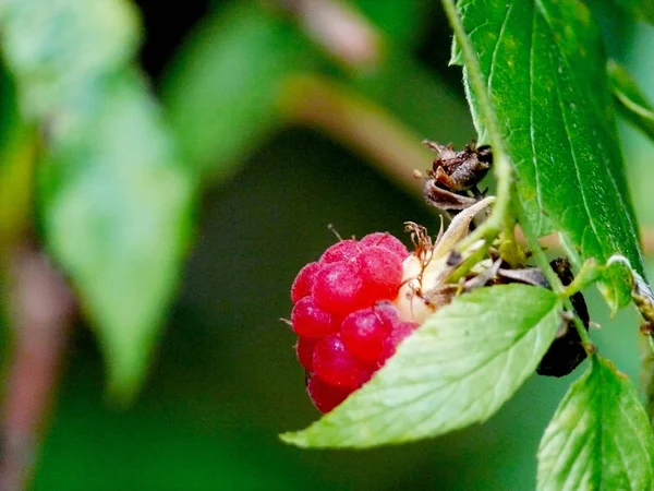 Stock image Raspberry.