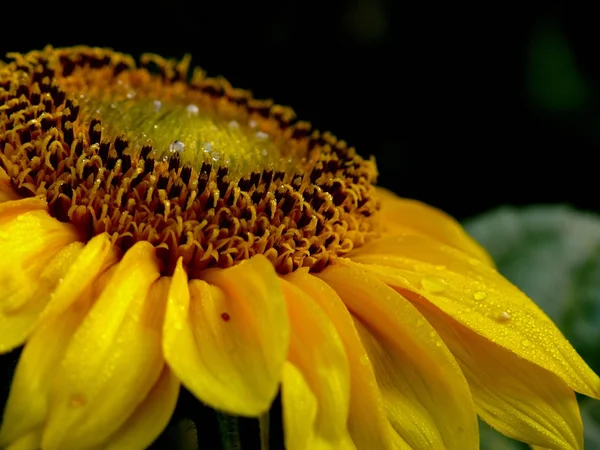 stock image Sunflower.