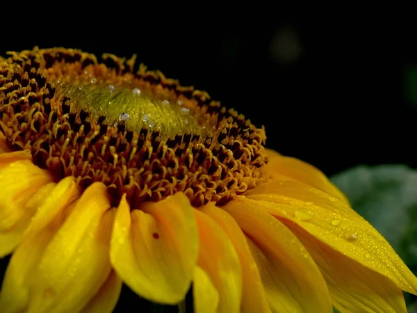 Stock image Sunflower.