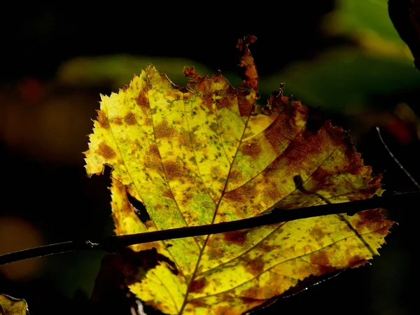 Kunst. Herbst. — Stockfoto