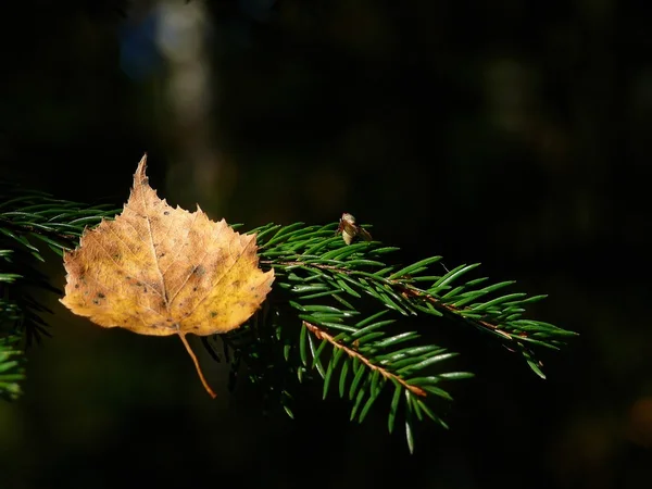 Old leaf. — Stock Photo, Image