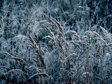 Winter grass. clipart