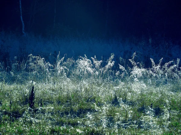 Zimní tráva. — Stock fotografie