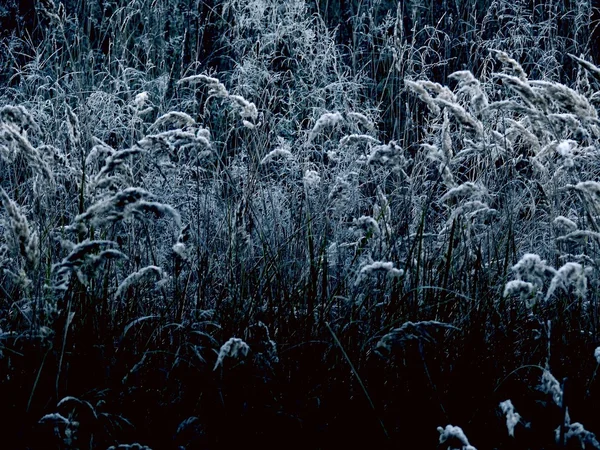 Zima trawa. — Zdjęcie stockowe