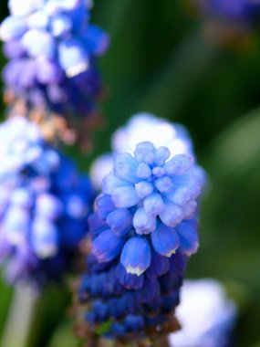 Muscari.