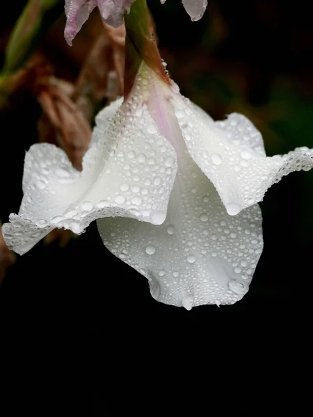 Flor branca . — Fotografia de Stock