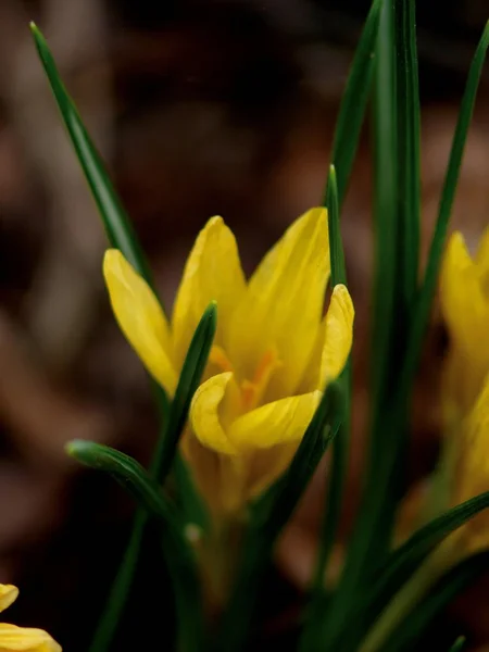 Fiore giallo. Gagea . — Foto Stock