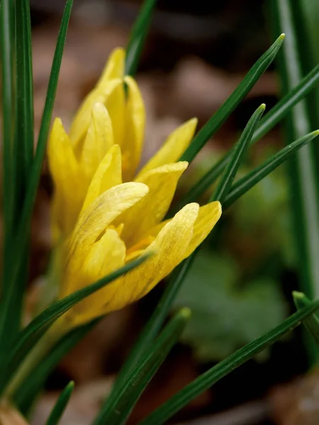 Yellow flower. Gagea. — Stock Photo, Image