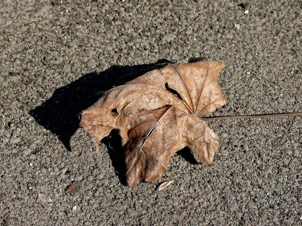 Мертве листя. гранж . — стокове фото