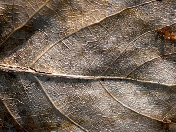 Dead leaf. Grunge. — Stock Photo, Image