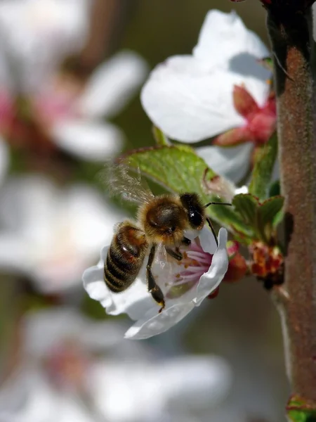 Včela. — Stock fotografie