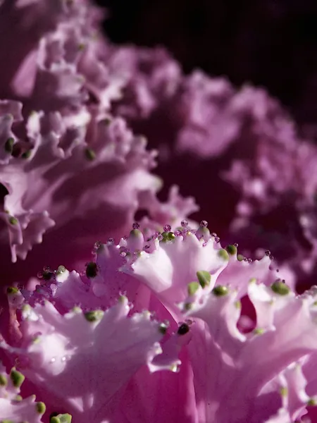 Plant. Drops. — Stock Image Plant. Drops. Royalty Free Stock Photos