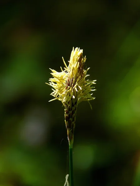 Blossoming grass. — Stock Photo, Image