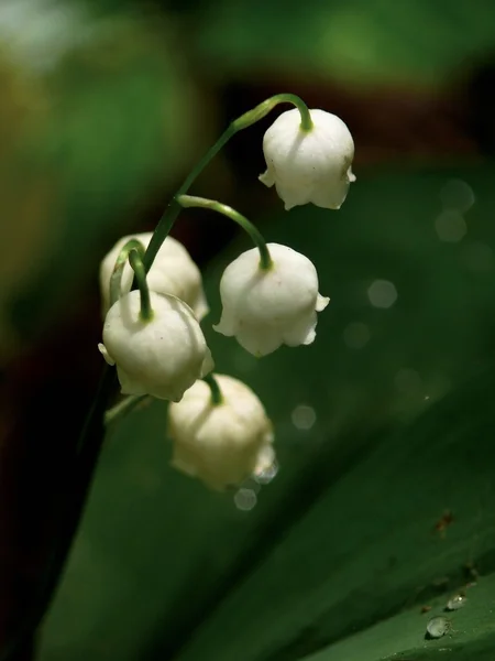 Lily of the valley. — Stock Photo, Image