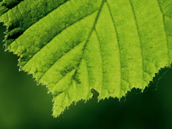 Fibrer. Leaf. — Stockfoto
