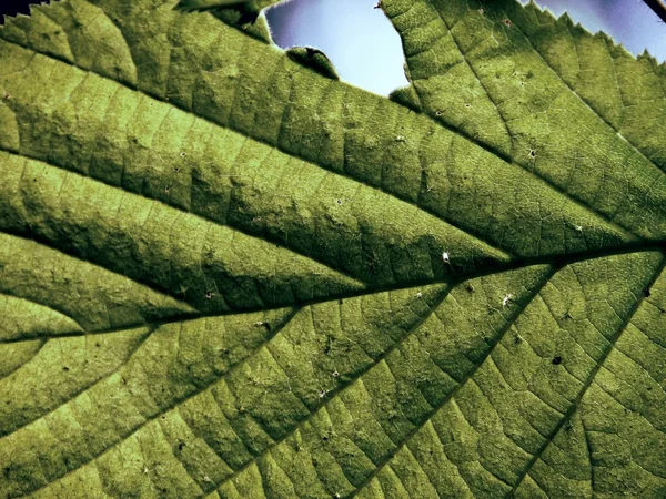 Fibers. Leaf. — Stock Photo, Image