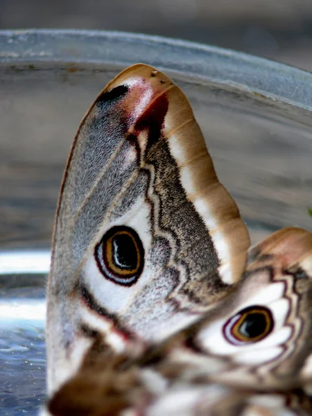 Flügel. Schmetterling. — Stockfoto