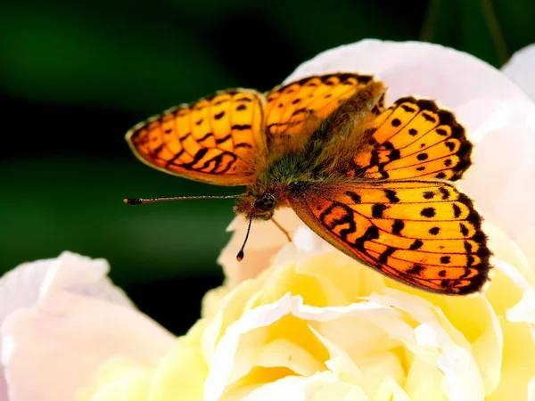 Papillon. — Photo