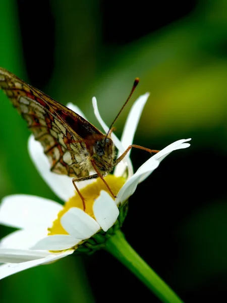 Vlinder. — Stockfoto